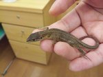 かなちょろ